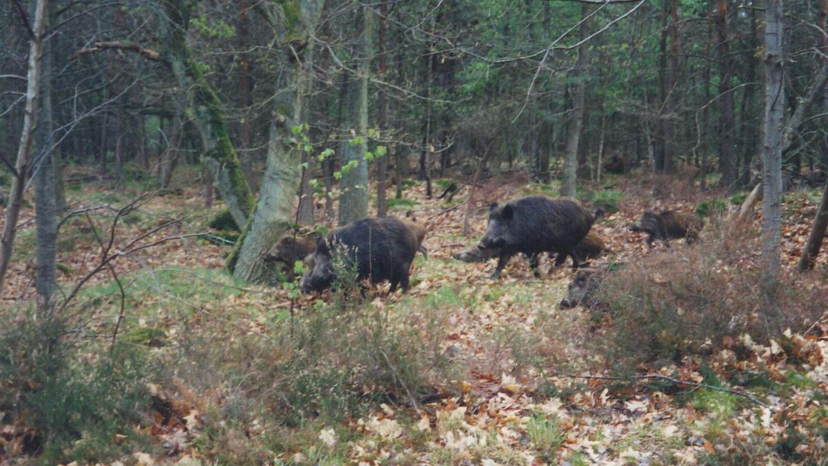 chasse sanglier